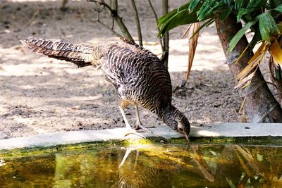 Bird drinking water in a pool