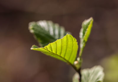 Close-up of green leaves