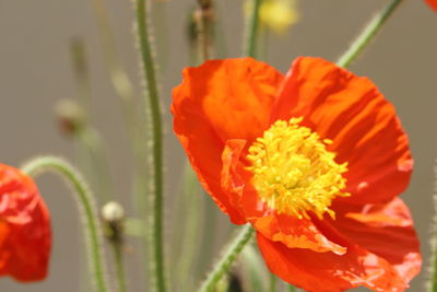 Close-up of orange flower blooming outdoors