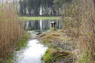 Scenic view of lake in forest