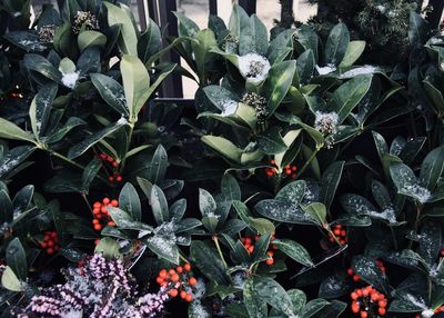 Close-up of flowers blooming in garden