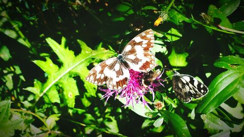 Close-up of butterfly on flower