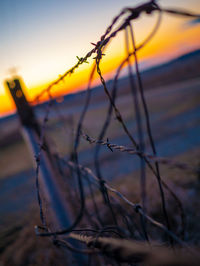 Close-up of dry plant during sunset