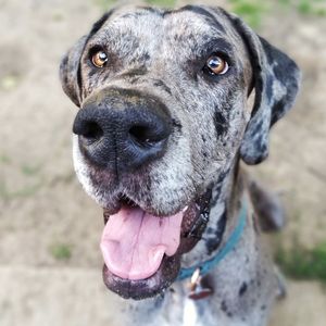 Close-up portrait of dog