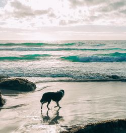 Dog walking on beach by sea