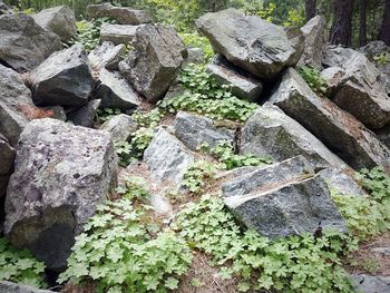 Close-up of moss growing on rock