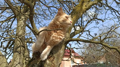 Low angle view of a cat on tree