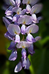 Close-up of purple flowers blooming