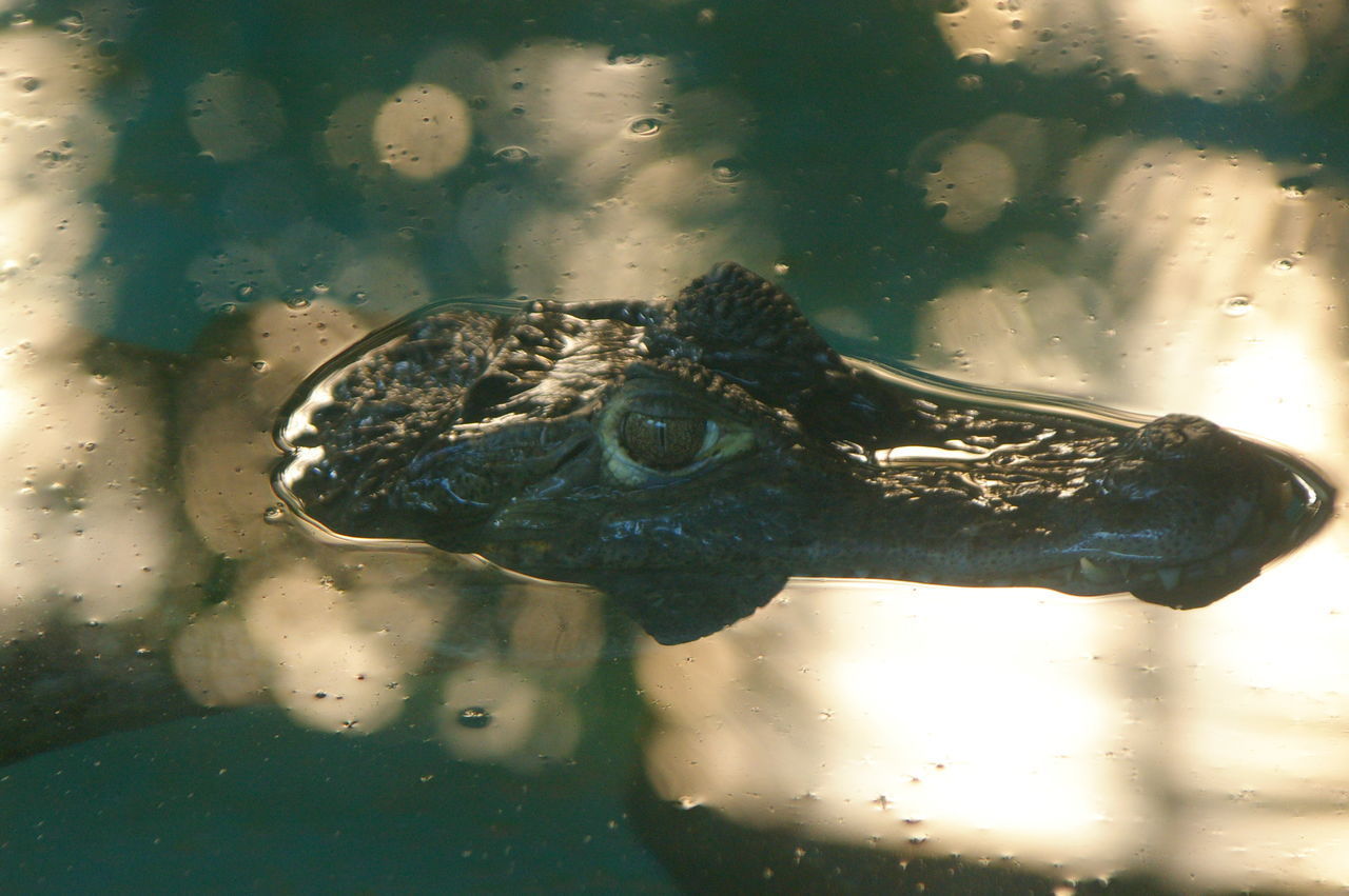 CLOSE-UP OF TURTLE IN SWIMMING POOL