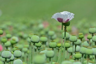 Close-up of flowering plant