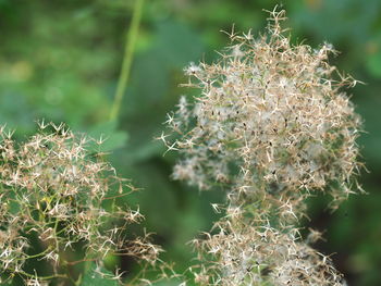 Close-up of flowering plant