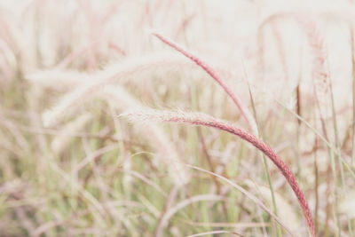 Close-up of fresh grass