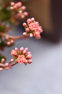 Close-up of pink flowers