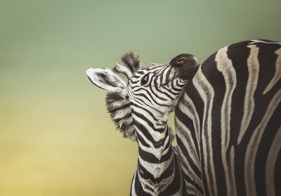 Stripes and love - zebra