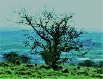 Tree by sea against sky