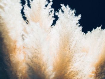 Low angle view of trees against sky