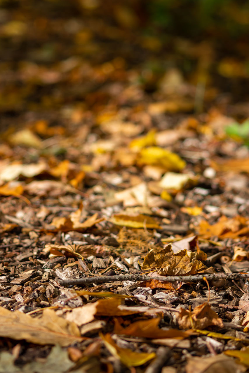 CLOSE-UP OF FALLEN LEAVES ON FIELD