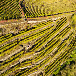 View of vineyard