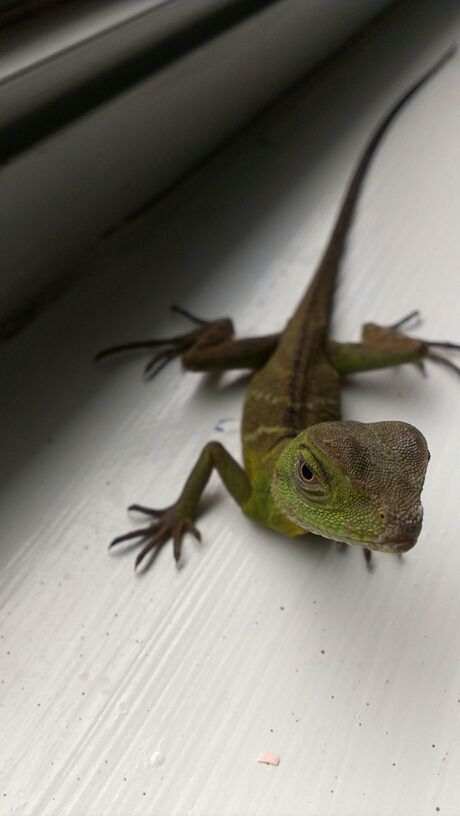 animal themes, animals in the wild, one animal, wildlife, lizard, close-up, reptile, insect, leaf, nature, indoors, no people, high angle view, wall - building feature, green color, day, full length, beauty in nature, bird