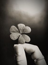 Close-up of human hand holding wet clover at night