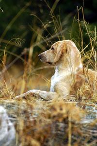 Dog looking away on field