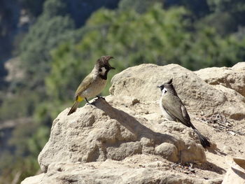 Bird perching on rock