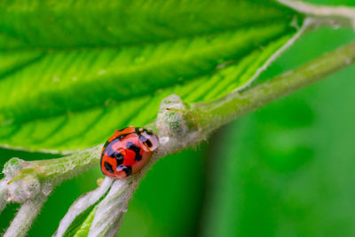 Close-up of ladybug on leaf