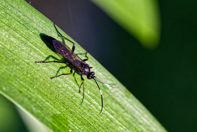 Close-up of fly on leaf