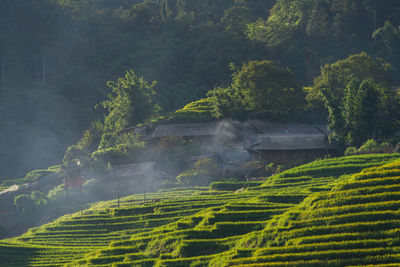 Scenic view of agricultural field