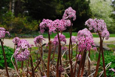 Close-up of pink flowering plants on field