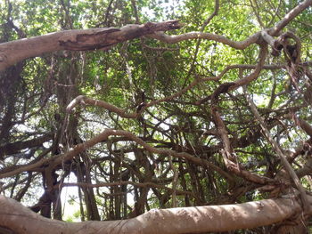 Low angle view of trees in forest