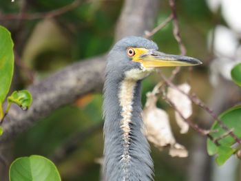 Close-up of bird against blurred background