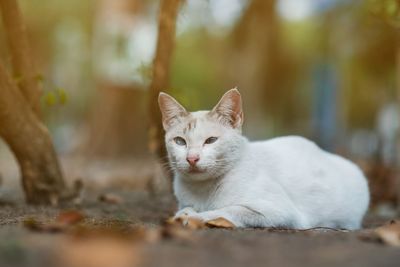 Close-up of cat relaxing outdoors