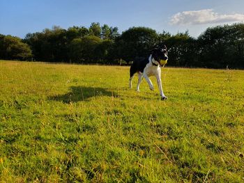 Dog in a field