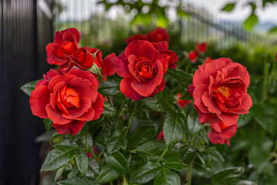 Close-up of red roses