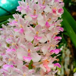 Close-up of pink flowering plant