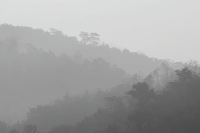 Trees in forest during foggy weather
