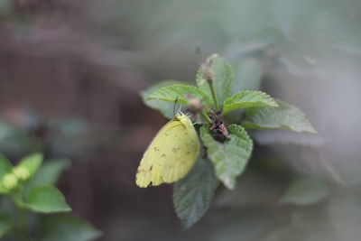 Close-up of fruit on plant