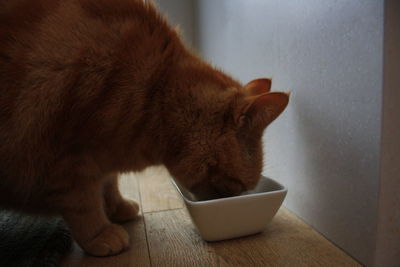 Close-up of a cat eating