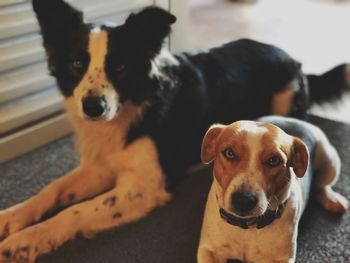 Portrait of dogs at home