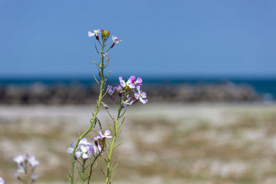Close-up of purple flowering plant against sea