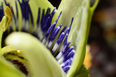 Close-up of flower head