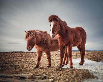 Horses standing in a farm