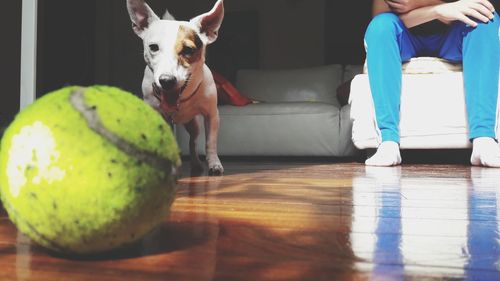 Low section of dog with ball on hardwood floor at home