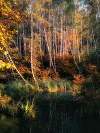 Scenic view of lake in forest during autumn