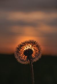 Close-up of dandelion against sky at sunset