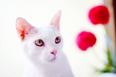 Close-up portrait of white cat