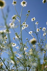 Close-up of white flowering plants against blue sky