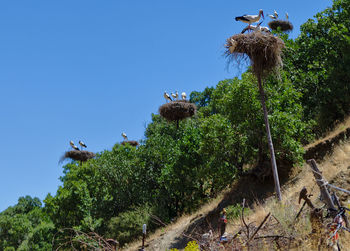 Low angle view of plants against clear blue sky