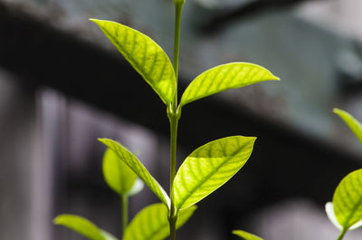 Close-up of plant